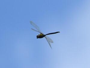 ギンヤンマの画像