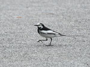 ハクセキレイの画像