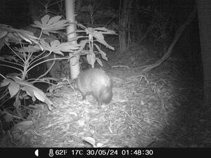 ホンドタヌキの画像