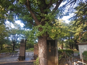 イチョウの画像