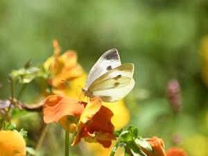 モンシロチョウの画像