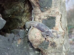 ニホンヤモリの画像