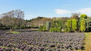 草花生産の写真