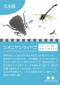 コオニヤンマのヤゴの画像
