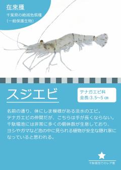 スジエビの画像
