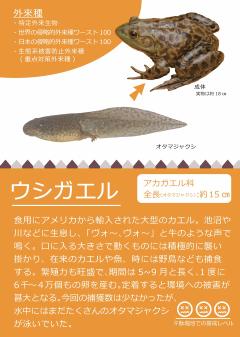 ウシガエルの画像