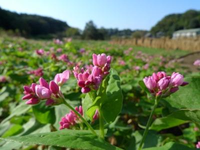 ソバの花（高嶺ルビー）