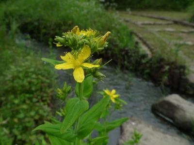 野草園の弟切草