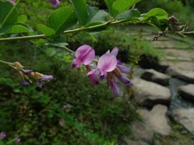 野草園のヤマハギ