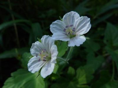 野草園のゲンノショウコ