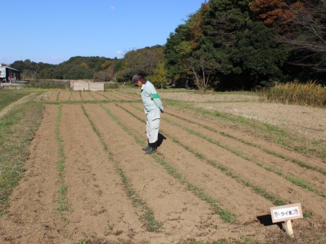 麦踏み