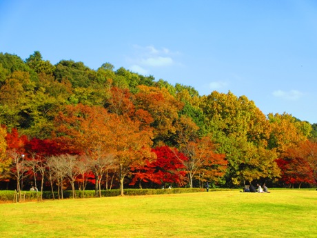 紅葉の錦