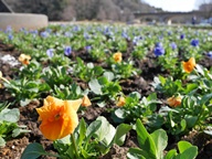 花壇の植替え