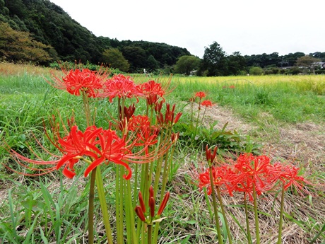 ヒガンバナの画像