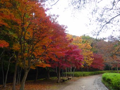 紅葉