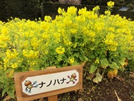 一面の菜の花畑