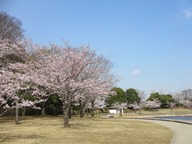 週末はサクラが満開！