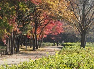 【2018年11月28日：紅葉が見ごろに！】