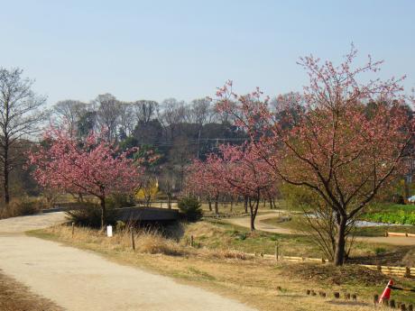 河津桜が満開です