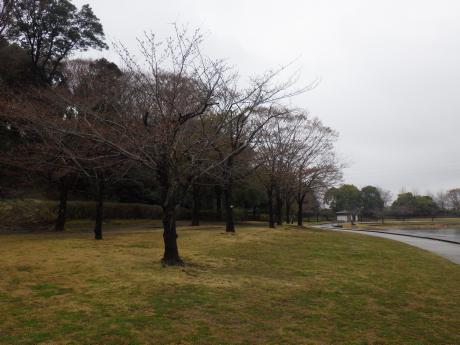 桜開花状況