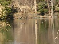 冬鳥を見に公園へ行こう