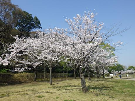 桜開花状況