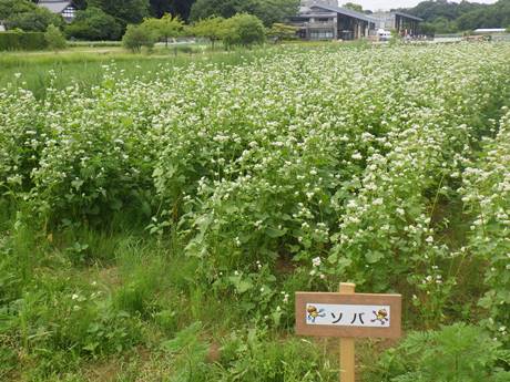 みどりの里で