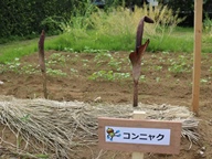 コンニャクの花が咲きました