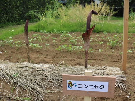 コンニャクの花が咲きました