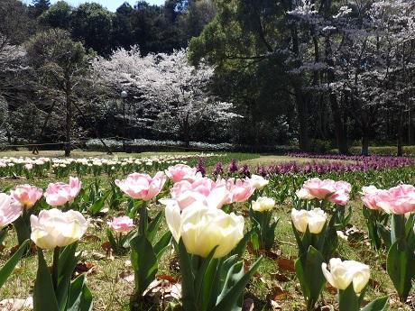 チューリップと桜