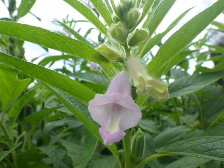 パークセンター発 21年8月27日 ごまの花 21世紀の森と広場 松戸市