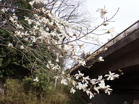 花壇
