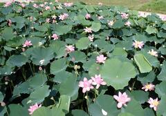 ハスの花