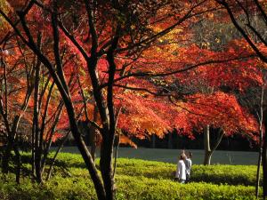 紅葉