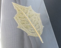 葉脈標本