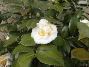 ツバキ・タマボタン
