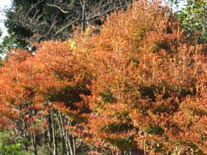 ドウダンツツジの紅葉