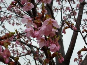 河津桜