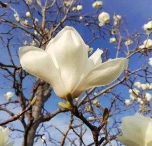 マグノリアの丘 東松戸ゆいの花公園 松戸市