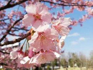 修善寺寒桜の様子