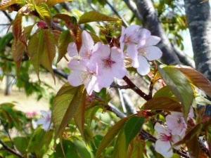 山桜の様子