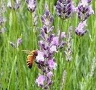 公園の生き物たちの写真18
