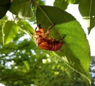 公園の生き物たちの写真12