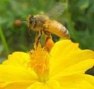 公園の生き物たちの写真6