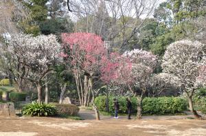 紅梅と白梅