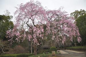 3月27日しだれ桜